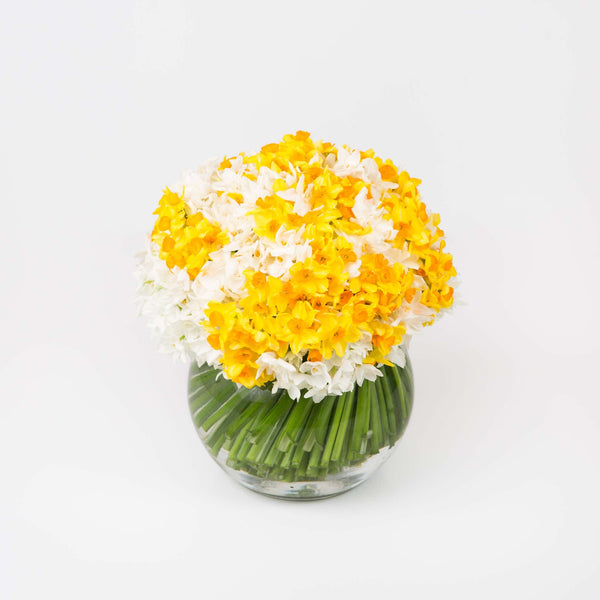 Spotlight: Daffodils